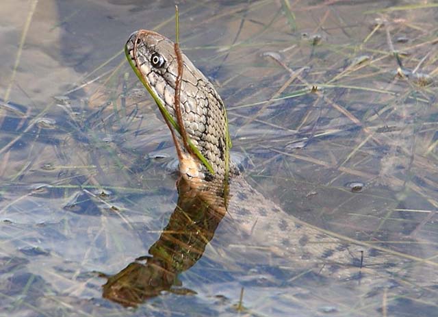 Водяной уж