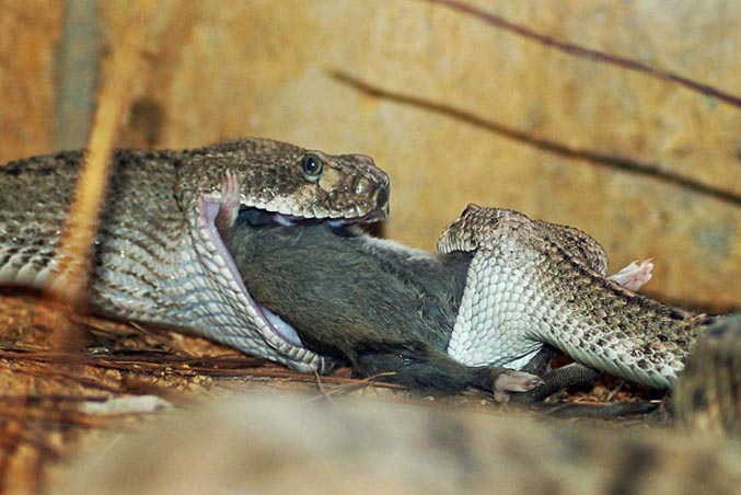 Две гремучие змеи едят